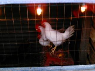10175_2010-11-26_sow_2_big_litter_13_heather_christmas_2010_069.jpg