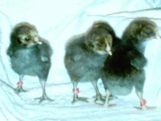 10175_2011-03-19_icelandics_javas_pens_001.jpg