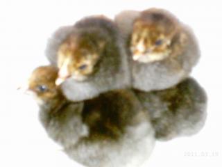 10175_2011-03-19_icelandics_javas_pens_004.jpg