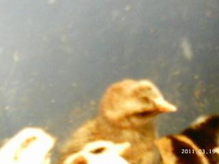10175_2011-03-19_icelandics_javas_pens_011.jpg