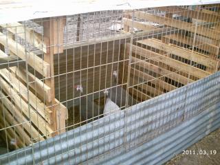 10175_2011-03-19_icelandics_javas_pens_033.jpg