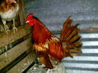 10175_2011-03-19_icelandics_javas_pens_089.jpg