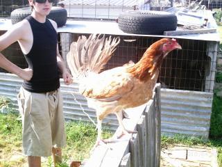 10175_2_light_red_hen_in_with_sp_toppy_cock.jpg