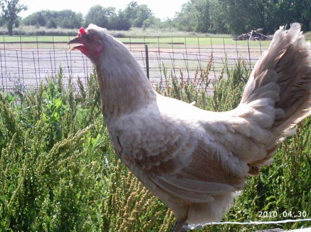 10175_cinnamon_pyle_marked_dun_clored_toppy_hen.jpg