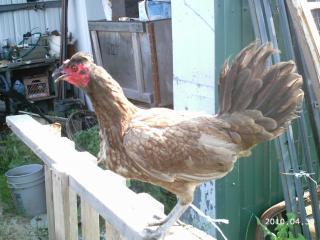 10175_dun_colored_toppy_hen.jpg