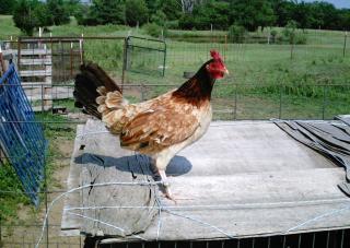 10175_red_white_leg_game_hen.jpg