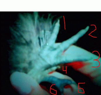 101778_chickens_foot_with_6_toes.png