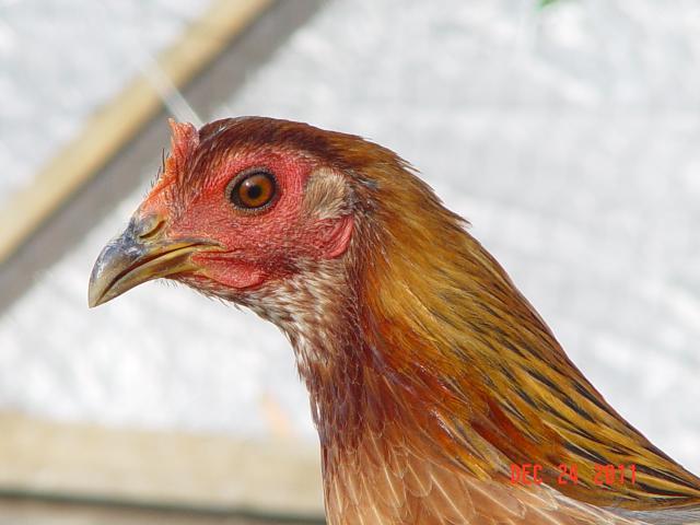 101834_hen_face.jpg
