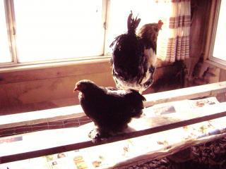 101909_dec_11_084.jpg