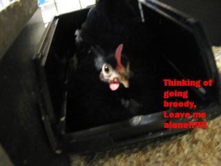 101_img_0353.jpg