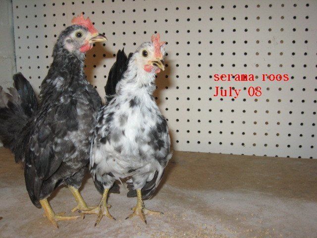 101_img_0612.jpg