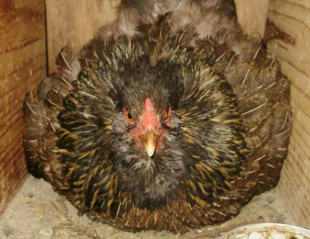 102026_broodyhen.jpg
