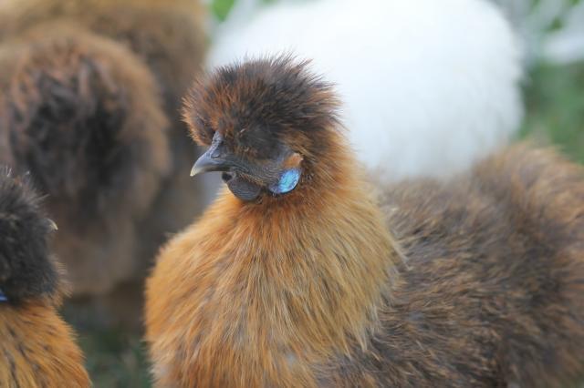102059_chickens_001.jpg