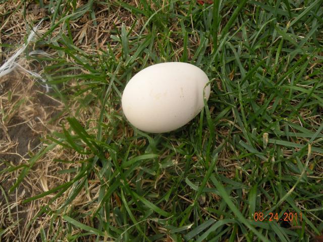 102059_egg_001.jpg