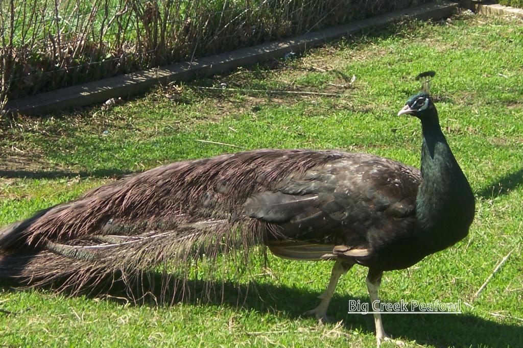 102078_bs_bronzetail_downvg4-5-2011.jpg