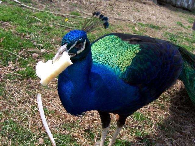 102078_hoss_eating_breadebay_use.jpg