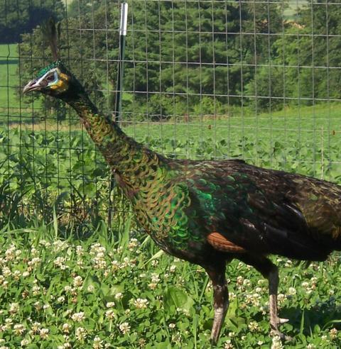 102078_tonga_muticus_hen_3_years.jpg