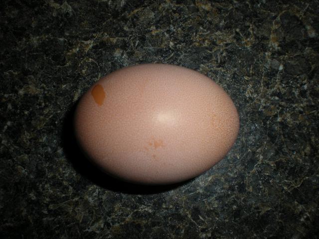 102079_eggs_006.jpg