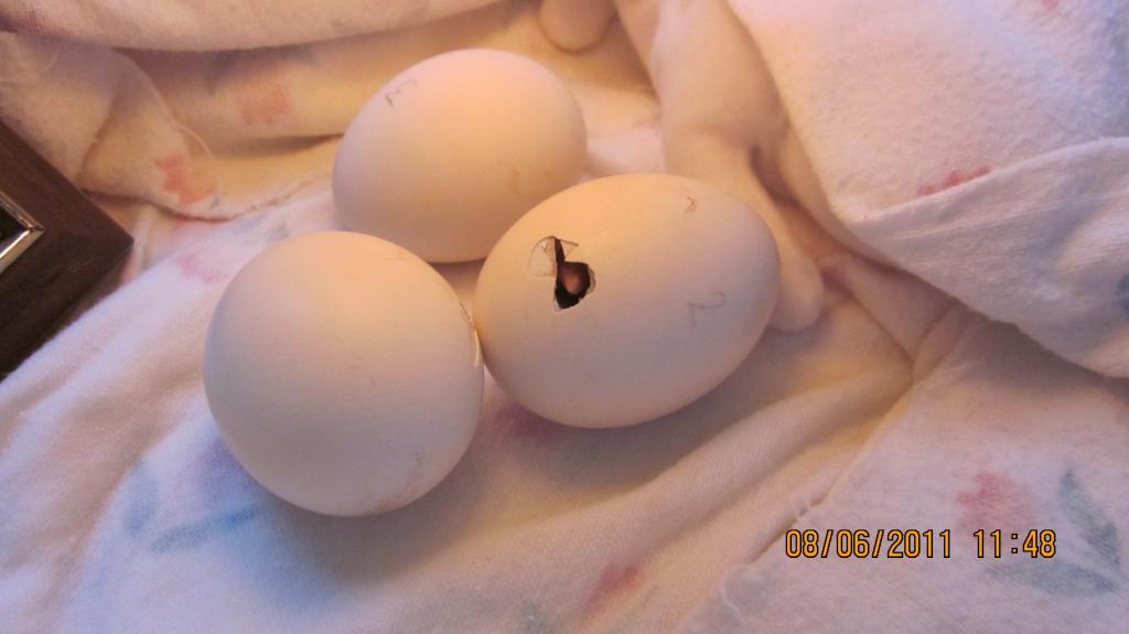 102103_summer_and_chicks_102.jpg