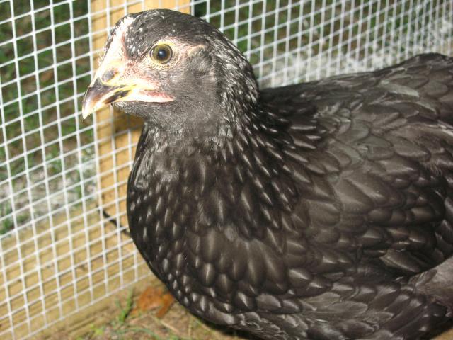 102179_australorp_3.jpg