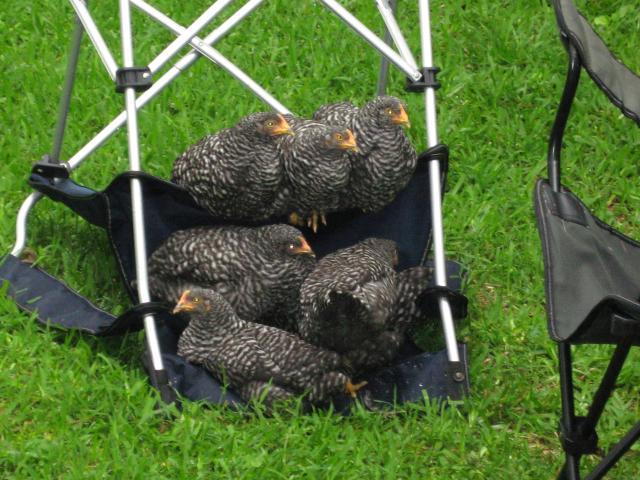 102179_chair_bocce_for_chickens.jpg
