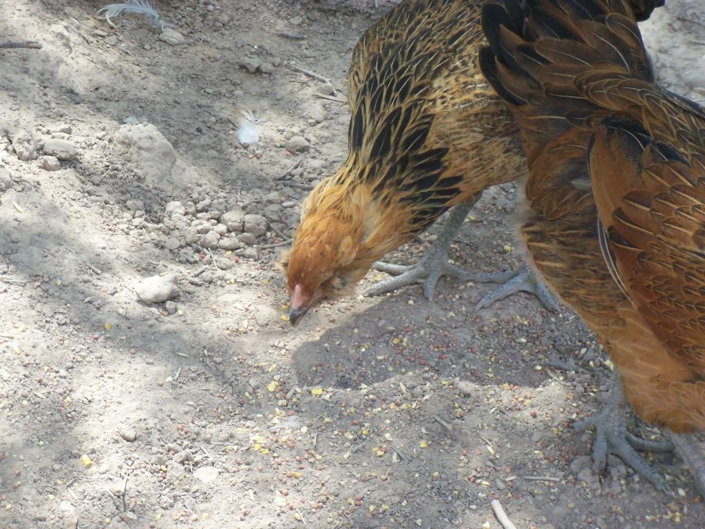 102233_chickens_and_ducks_with_video_007_-_copy.jpg