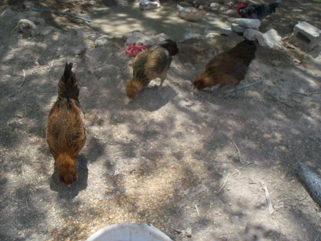 102233_chickens_and_ducks_with_video_010.jpg