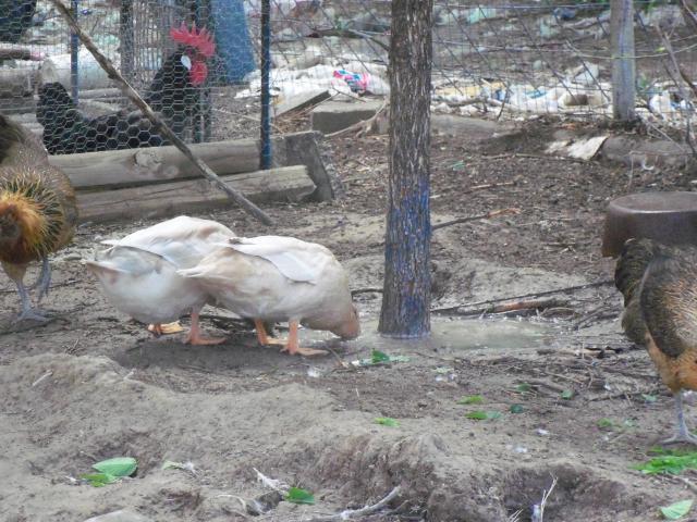 102233_chickens_and_ducks_with_video_020.jpg