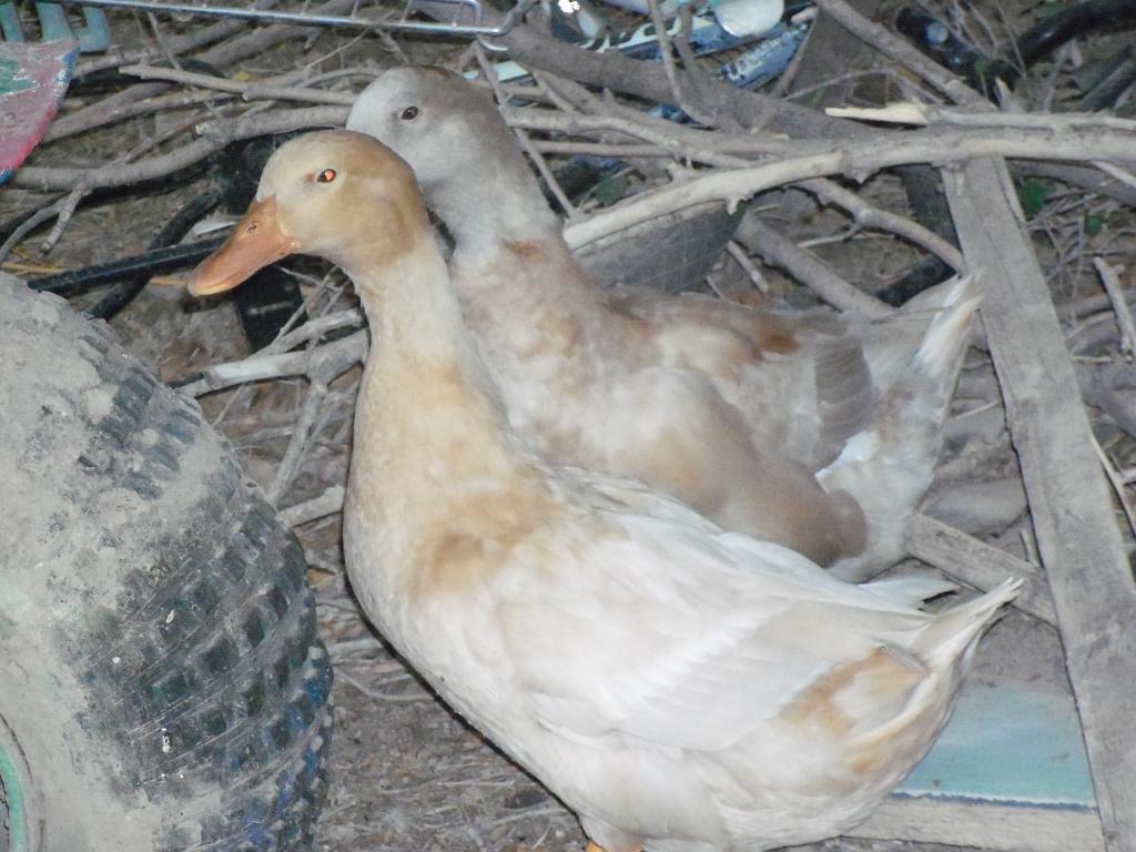 102233_ducks_and_chickens_032.jpg
