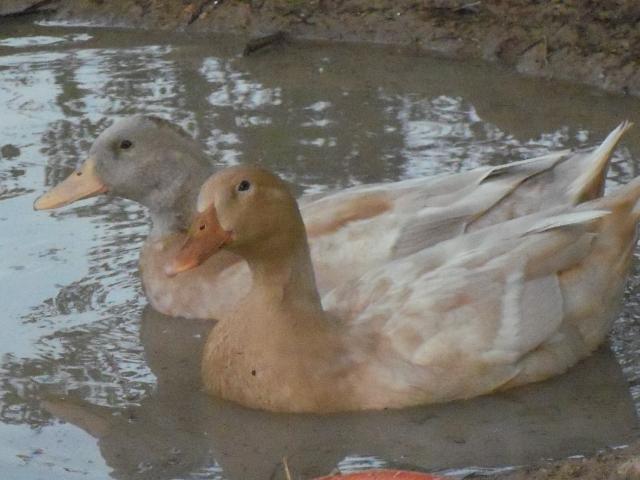 102233_ducks_and_chickens_078.jpg