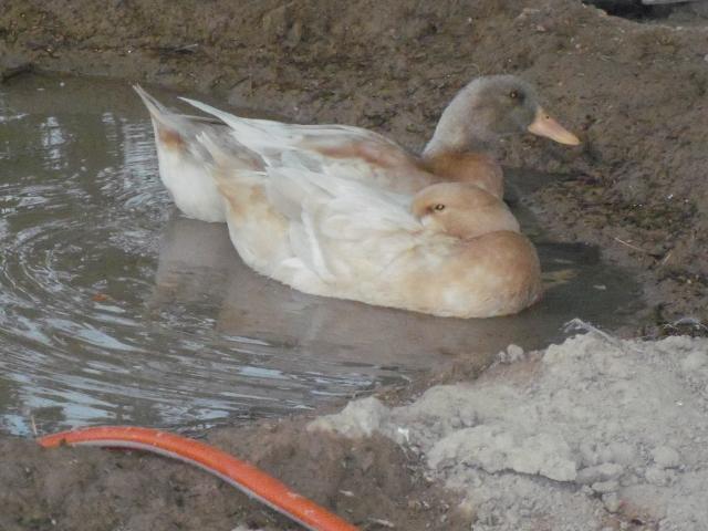 102233_ducks_and_chickens_089.jpg