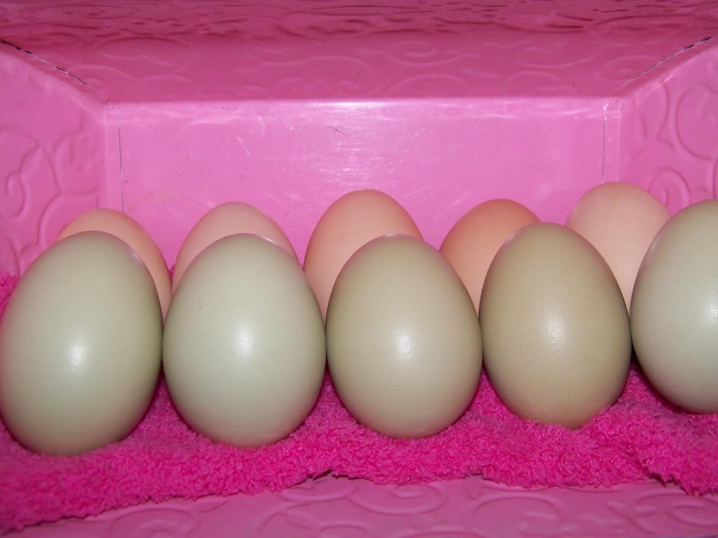 102233_eggs12.jpg