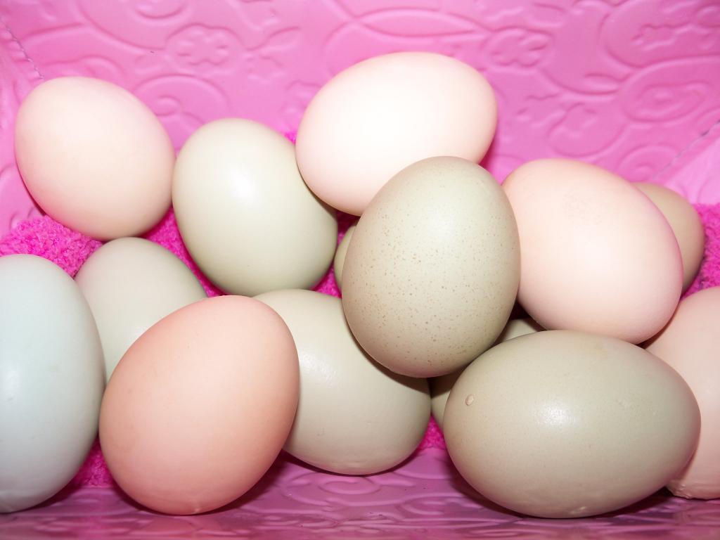 102233_eggs16.jpg