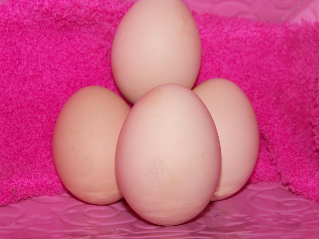 102233_eggs21.jpg