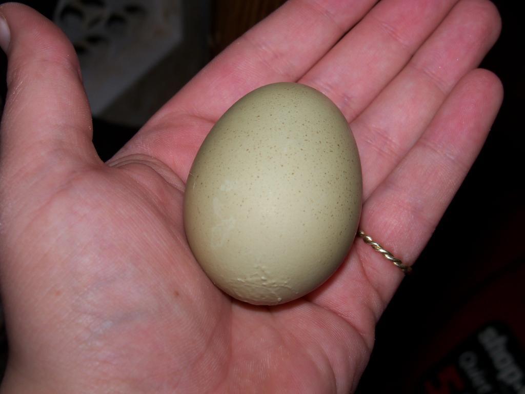 102233_eggs7.jpg