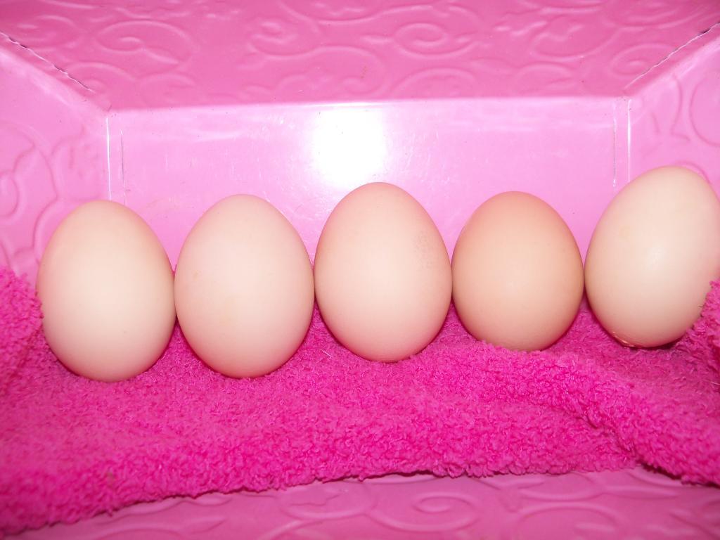 102233_eggs9.jpg