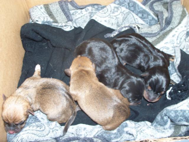 102233_ginger_and_puppies_047.jpg