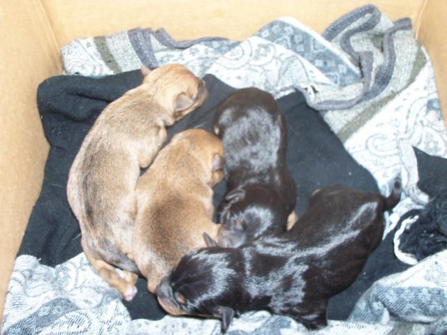 102233_ginger_and_puppies_048.jpg