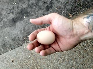102258_first_egg.jpg