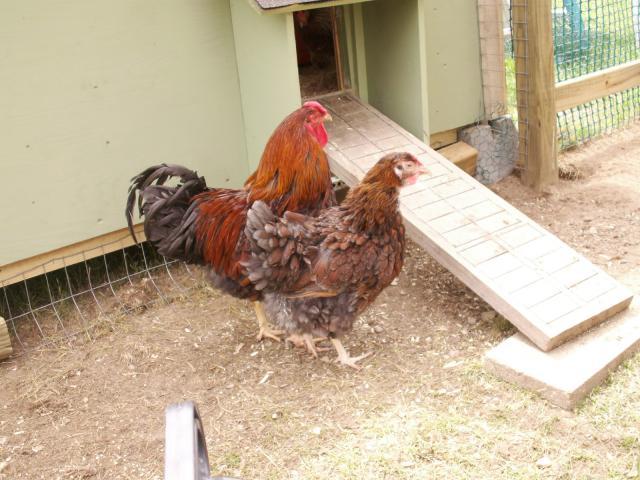 10233_blrw_pair.jpg