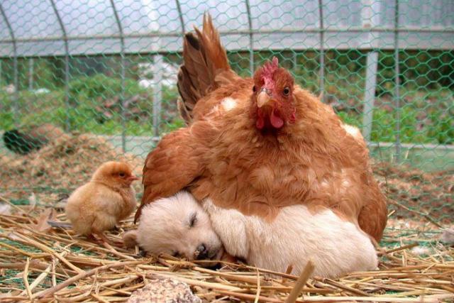 10233_chick_puppy_hatching.jpg