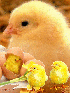 10233_chicken_chick_hatch.gif