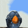 10233_chicken_panic_attack.gif