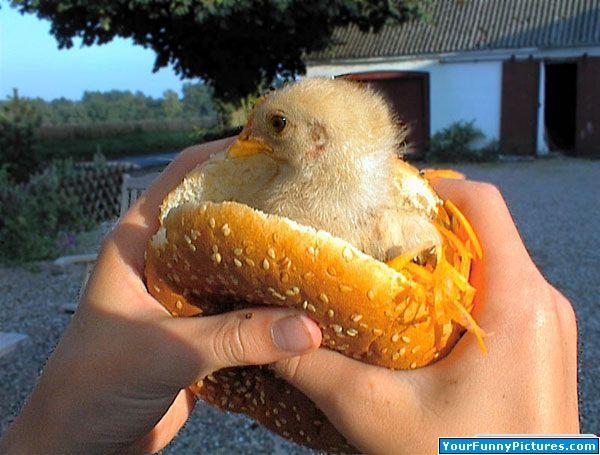 10233_chicken_sandwich.jpg