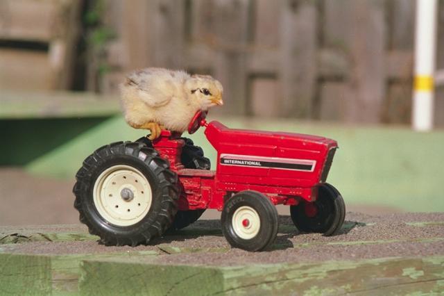 10233_chicken_tractor.jpg