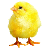 10233_chickens_peep.gif