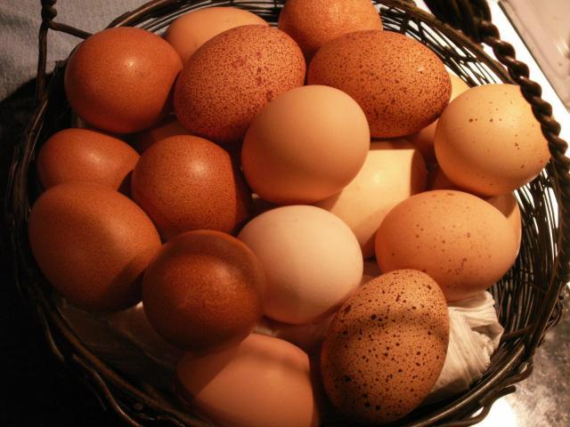10233_eggs_005.jpg