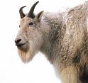 10233_goat.jpg