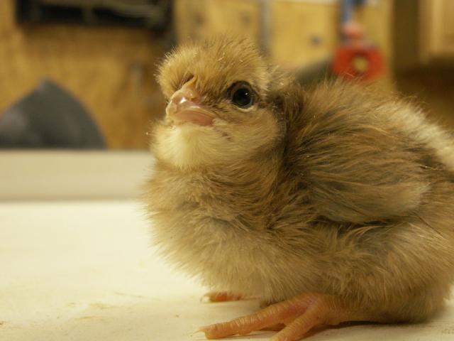 10233_new_birds_022.jpg