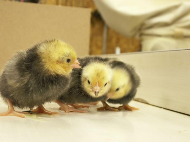 10233_new_chicks_027.jpg